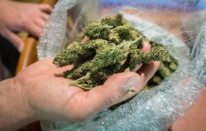                Legalizing Marijuana Doesn't Stop Pot-Related Crime