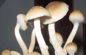 mushroom retreats