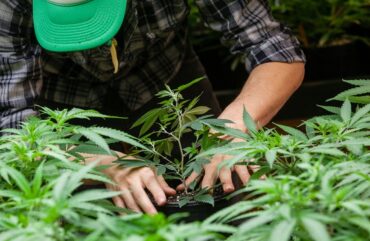 New York Gives Struggling Hemp Growers a Second Chance with Pot