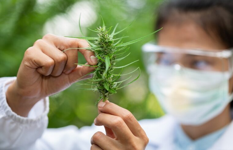 What Does a Medical Cannabis Pharmacist Do?